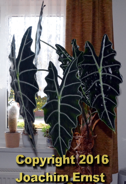 Alocasia lowii