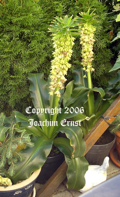 fast verbl�ht 2006