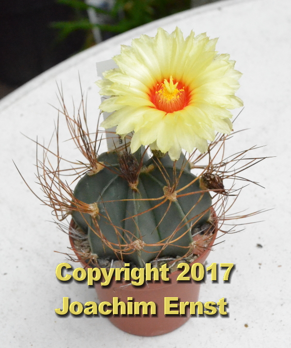 Astrophytum capricorne senile