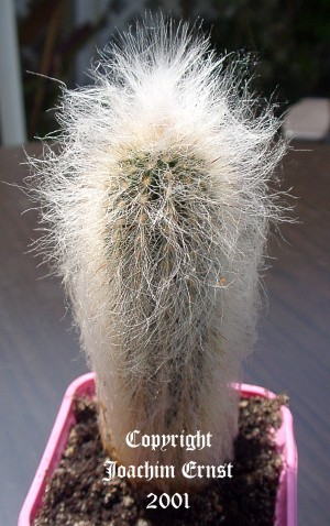 Cleistocactus strausii, Silberkerze