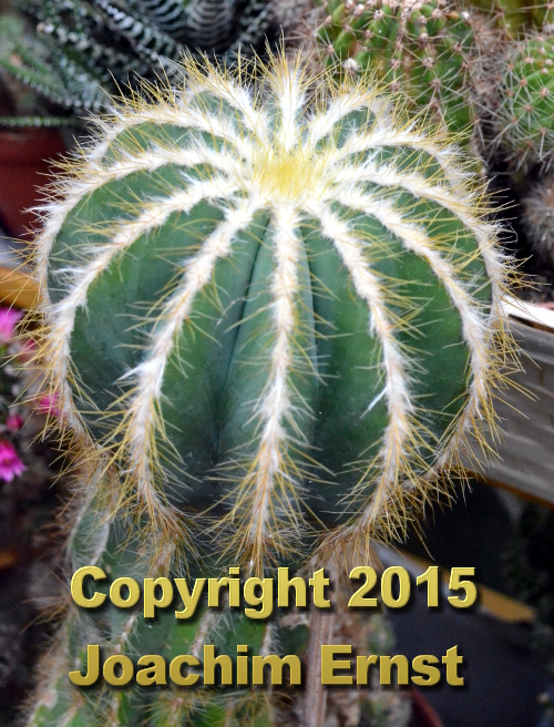 Eriocactus magnificus