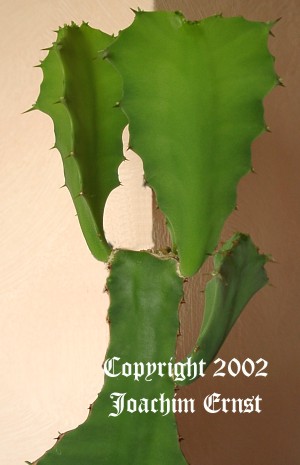 Euphorbia grandicornis