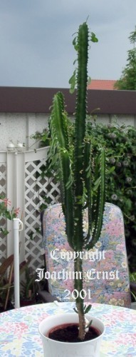 Euphorbia trigona