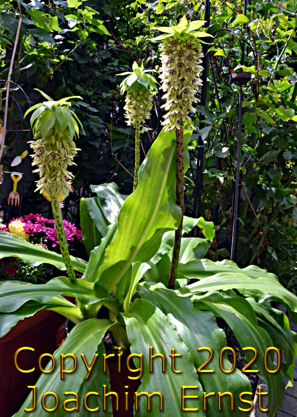 Eucomis, Ananaslilie