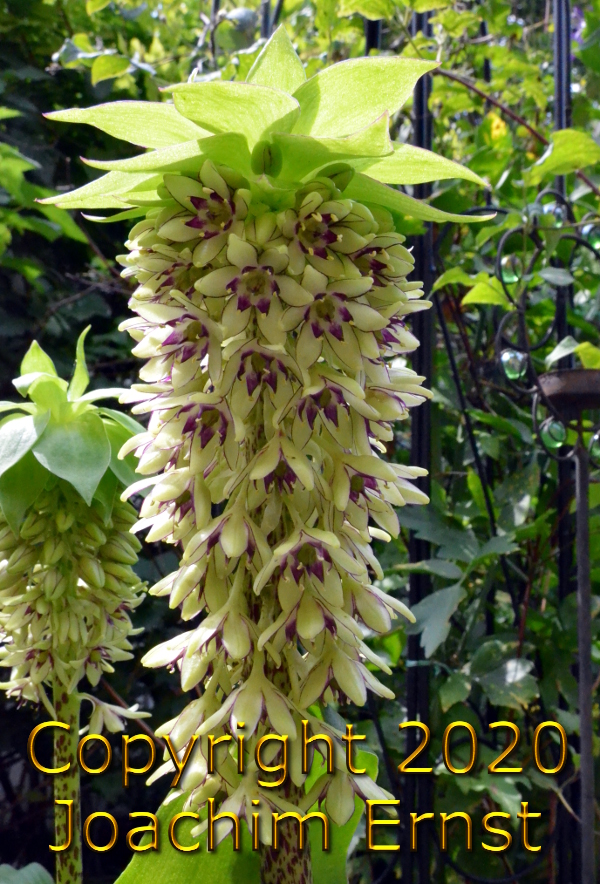 Bl�tenfoto 2006