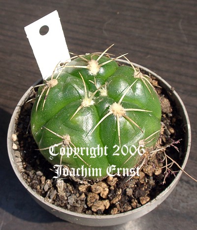 Gymnocalycium denudatum