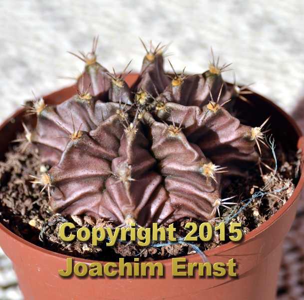 Gymnocalycium mihanovichii