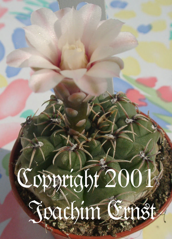 Gymnocalycium quehlianum