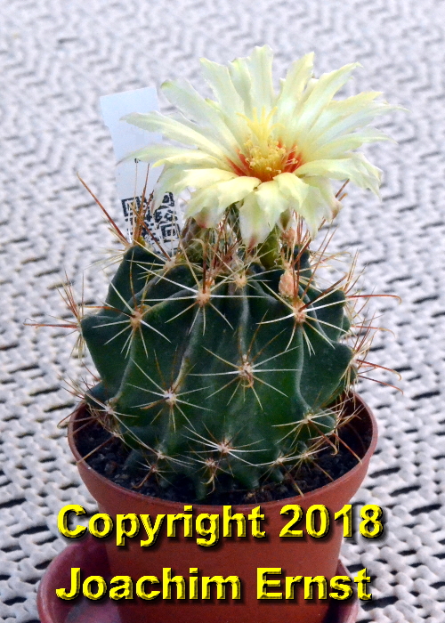 Hamatocactus setispinus