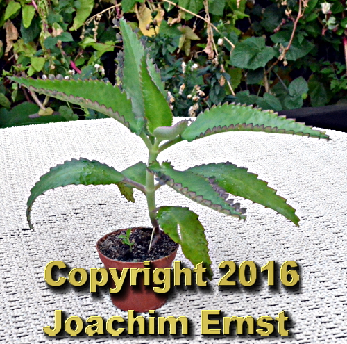 Das regsame Brutblatt, Kalanchoe daigremontianum