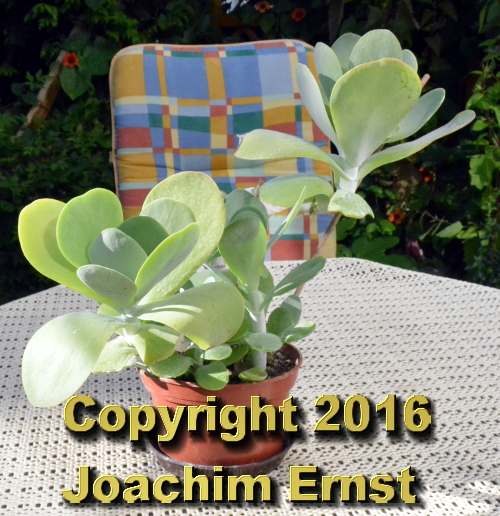 Kalanchoe thysiflora