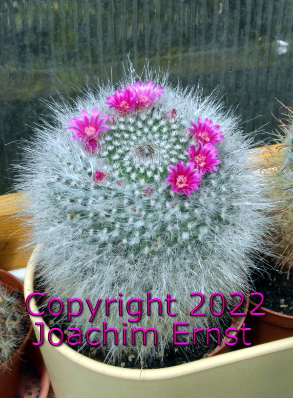 Mammillaria hahniana, Altweiberkaktus