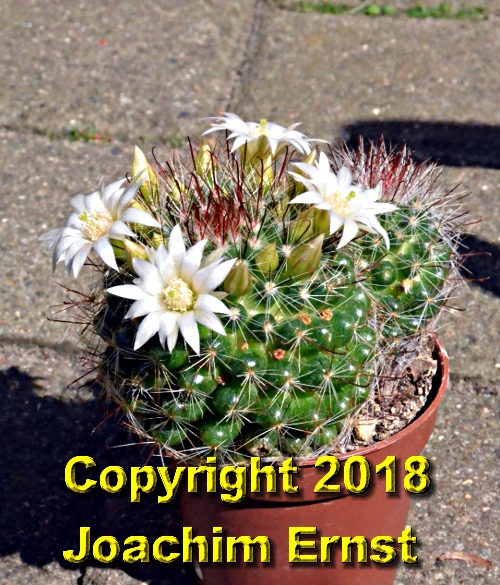 Mammillaria zeilmanniana alba