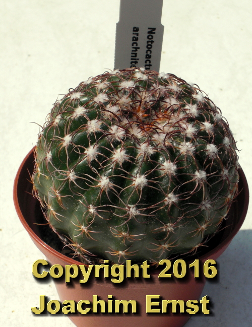 Notocactus arachnitis