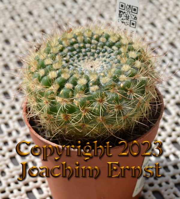 Notocactus concinnus agnetae