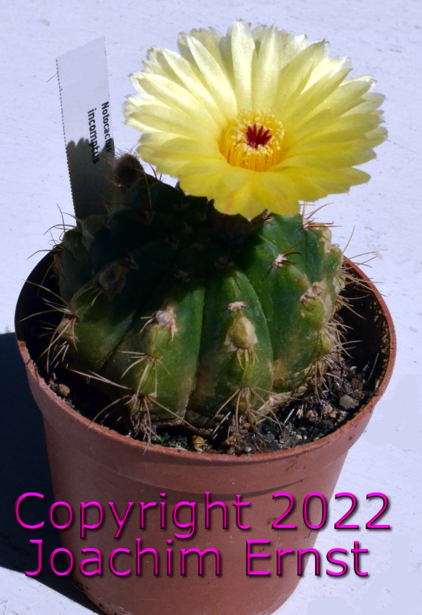 Notocactus glaucinus incomptus