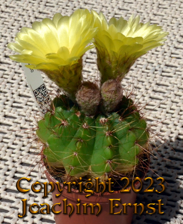 Notocactus glaucinus laetivirens
