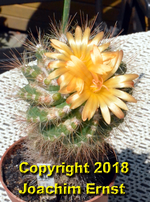 Notocactus horstii