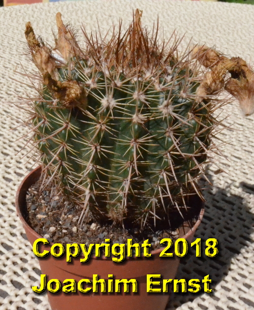 Notocactus mammulosus macambasensis