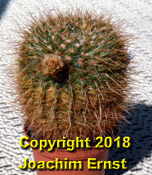 Notocactus_mammulosus_megalanthus