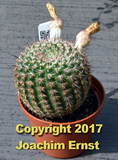 Notocactus mueller-melchersii