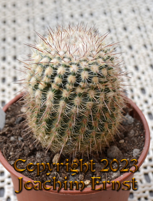 Notocactus mueller-melchersii winkleri