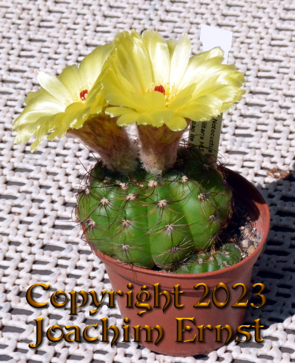 Notocactus ottonis militaris