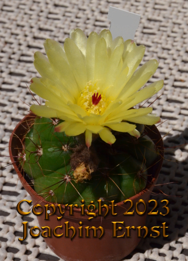 Notocactus oxycostatus acutus