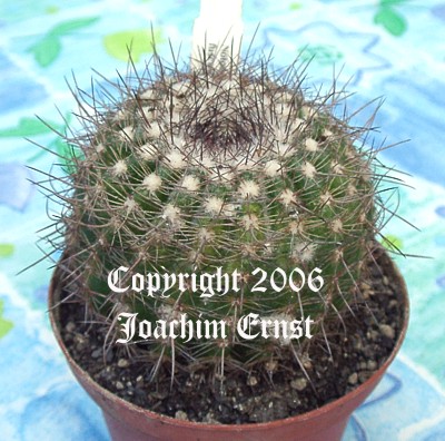 Notocactus rauschii fuscus