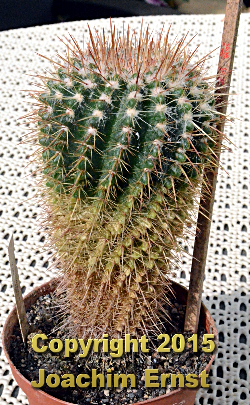 Notocactus rutilans