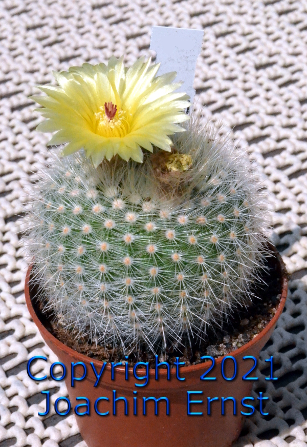 Notocactus scopa succineus albispinus