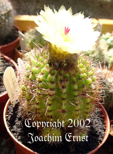 Notocactus vanvlietii