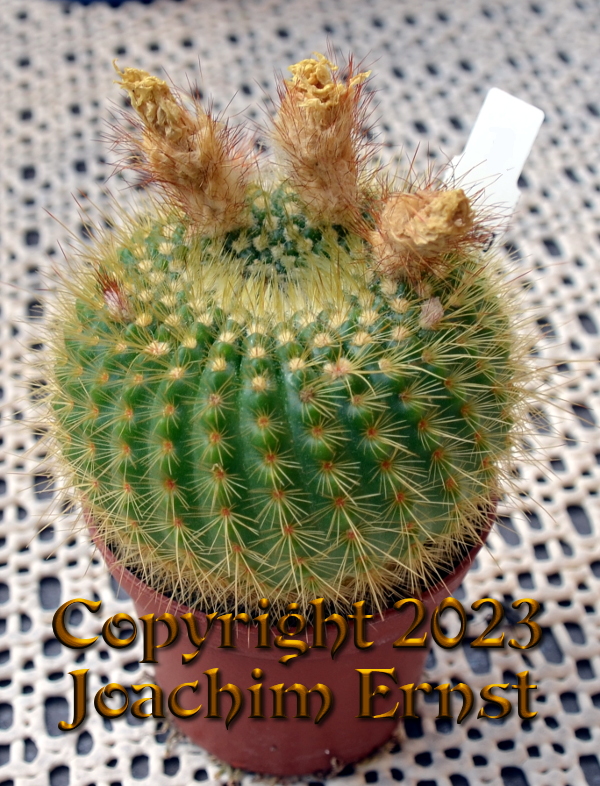 Notocactus werdermannianus