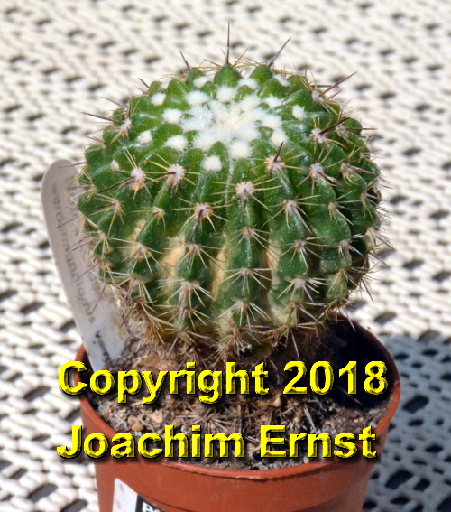 Notocactus werdermannianus veruficeps