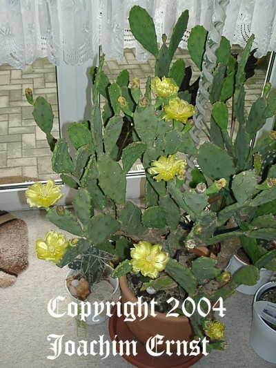 Opuntia ficus indica