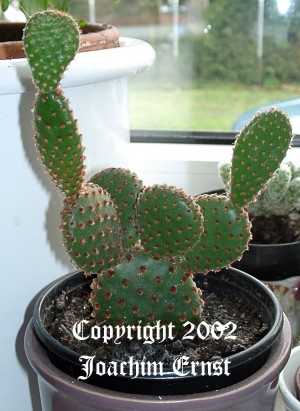 Opuntia microdasys