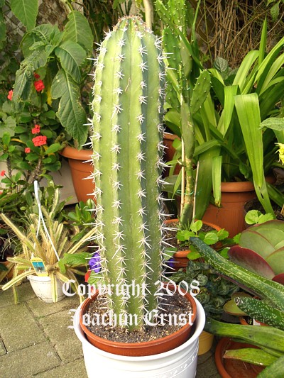 Pachycereus pecten aboriginum